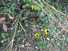 10 Shiawassee National Wildlife Refuge [2008 Nov 5]